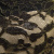 Кружевное полотно XD LACE 1-4, 80 гр/м2, шир.150см, цвет чёрный - купить в Петропавловске-Камчатском. Цена 245.94 руб.