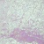 Сетка с пайетками №12, 188 гр/м2, шир.140см, цвет перламутровый - купить в Петропавловске-Камчатском. Цена 458.76 руб.